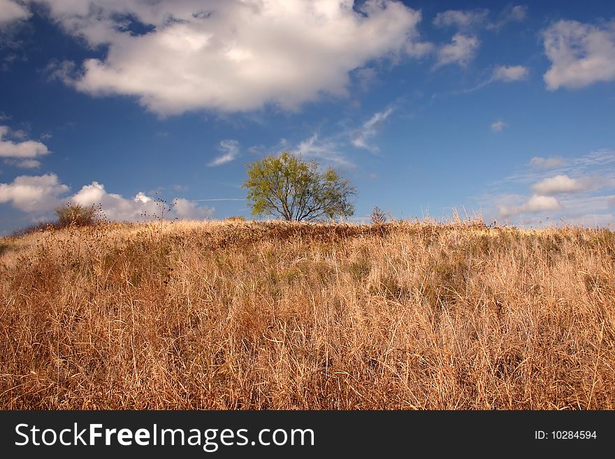 Lone tree on a dried out hill