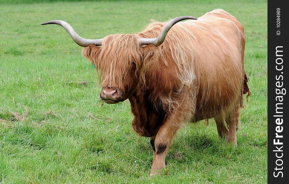 Scottish Highland Cattle walking across grassy meadow. Scottish Highland Cattle walking across grassy meadow