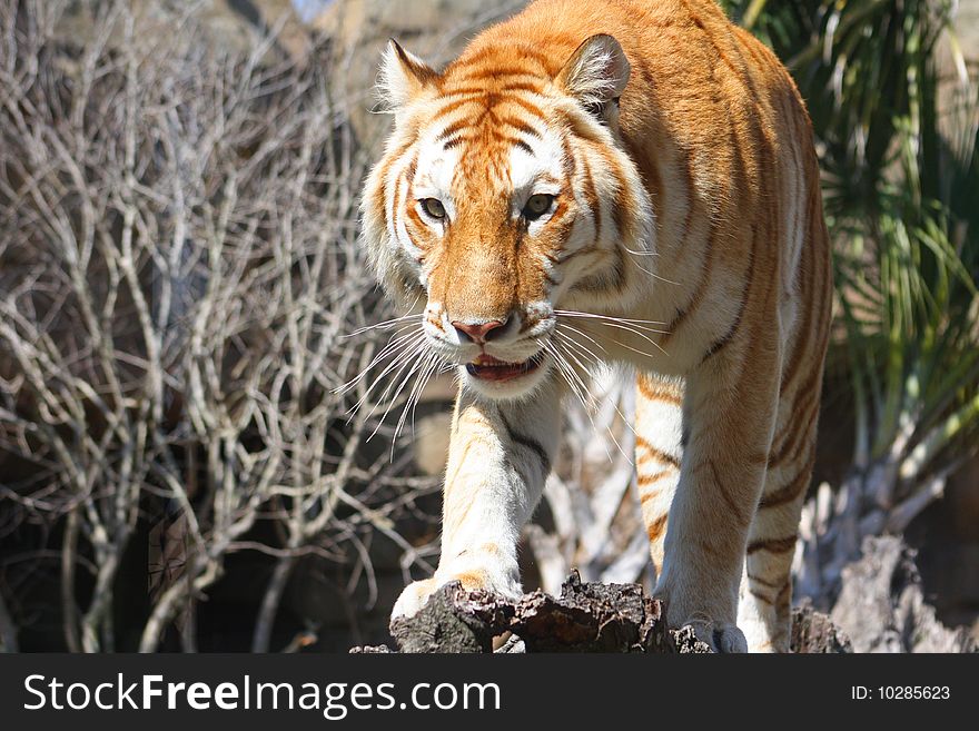 An orange bengal tiger stalking across a log