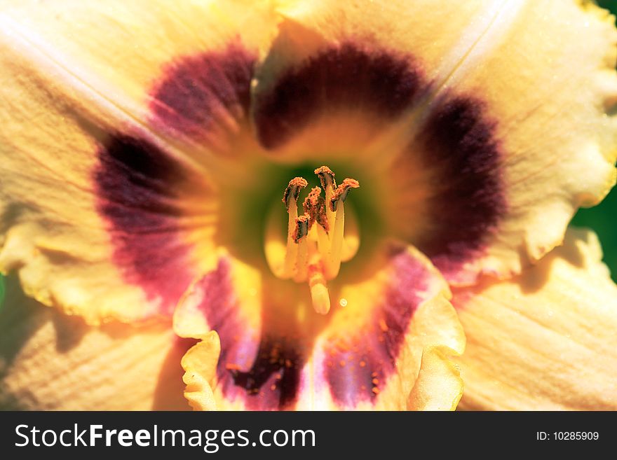 Close-up of stamen and anthers of red and yellow lily. Close-up of stamen and anthers of red and yellow lily.