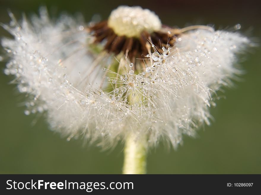 Dandelion with soft floss head macro shot