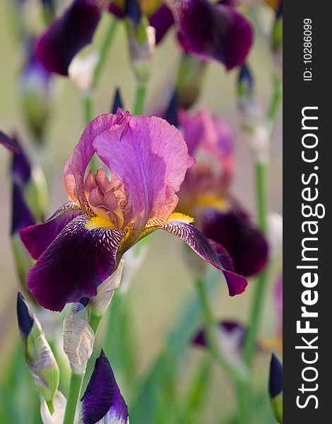 Beautiful violet iris closeup background