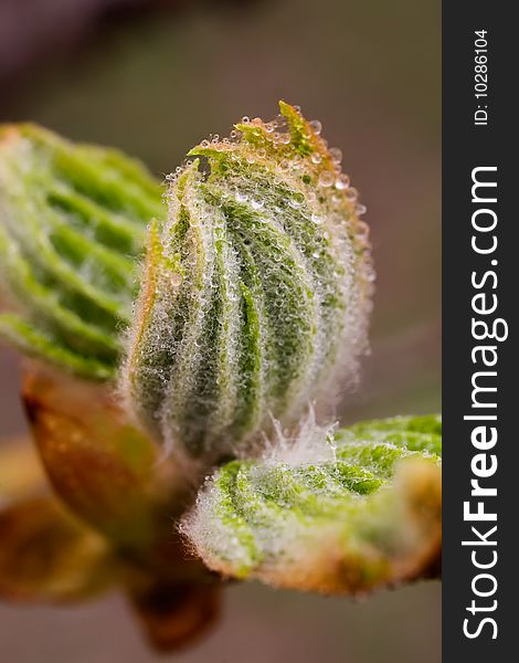 Macro of tree branch with bud