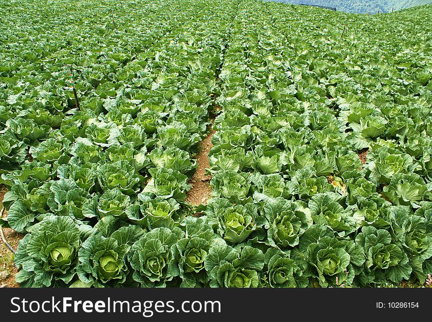 Cabbage farm in the mountain