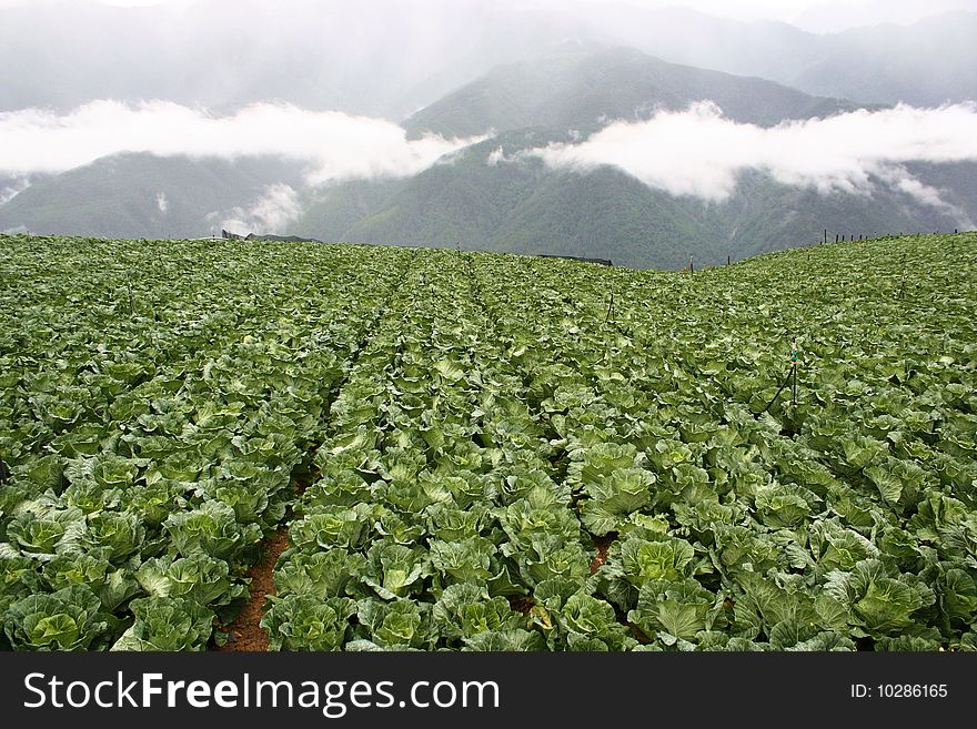Cabbage farm in the mountain