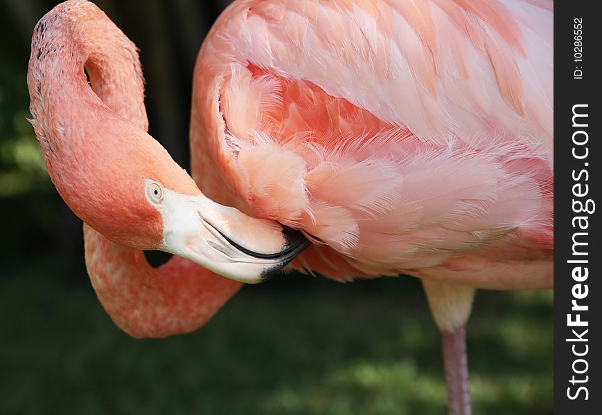 Pink flamingo bird eyes black beak nib