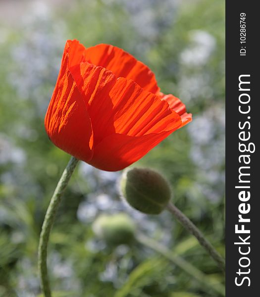 Poppy two red love fondness couple flower. Poppy two red love fondness couple flower