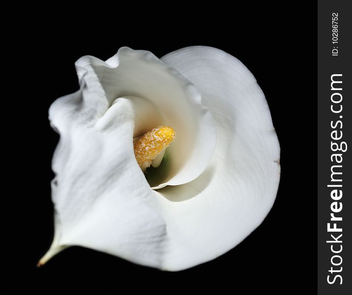 Calla white flower black petal yellow one. Calla white flower black petal yellow one