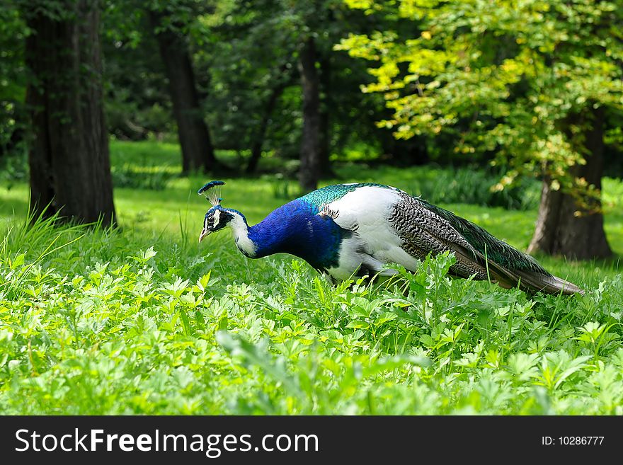 The peacock is a very large bird, and colorful, typically bright greens and blues. Peacocks are a type of pheasant. The peacock is a very large bird, and colorful, typically bright greens and blues. Peacocks are a type of pheasant.