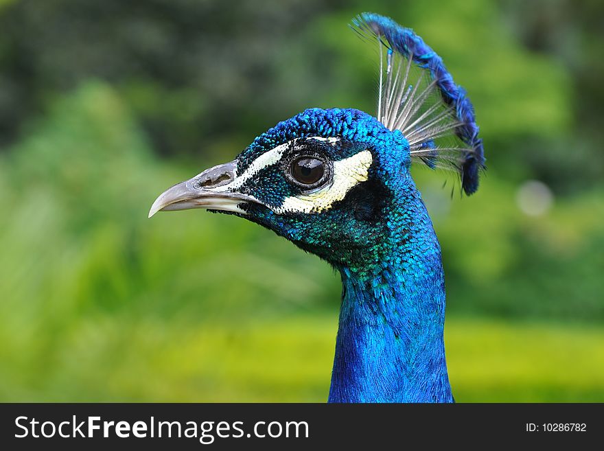 The peacock is a very large bird, and colorful, typically bright greens and blues. Peacocks are a type of pheasant. The peacock is a very large bird, and colorful, typically bright greens and blues. Peacocks are a type of pheasant.