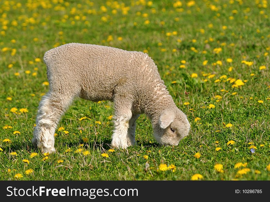 Young lamb and dandelions are spring and summer. Young lamb and dandelions are spring and summer.