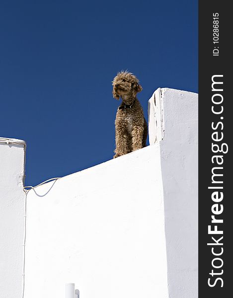 A lone dog d=gazing from a roof on a terrace in Santorini, greece. A lone dog d=gazing from a roof on a terrace in Santorini, greece