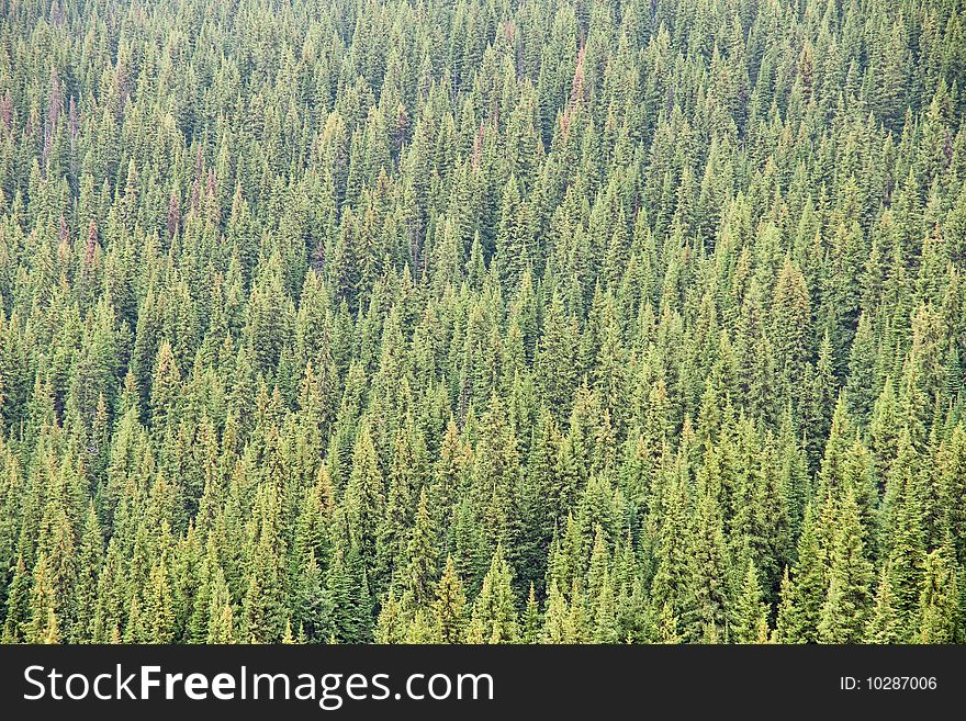 An abstract composition of a forest of Pine and Fir. An abstract composition of a forest of Pine and Fir.