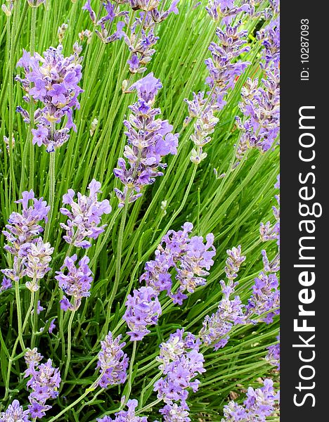 An abstract composition of blooming lavender. An abstract composition of blooming lavender