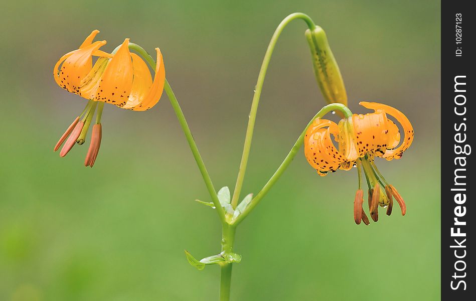 A blooming wild tiger lily plant. A blooming wild tiger lily plant.