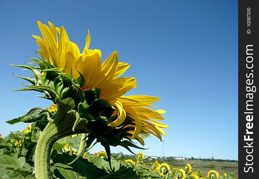 Sunflower field over blue sky. Sunflower field over blue sky