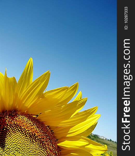 Sunflower detail over blue sky. Sunflower detail over blue sky