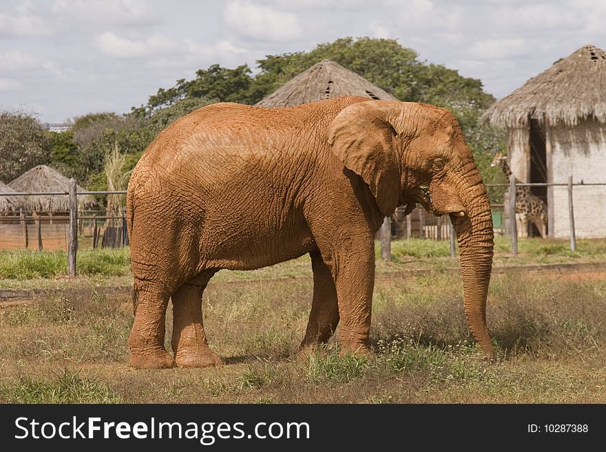 African Elephant also known as Loxodonta africana also known as Loxodonta africana