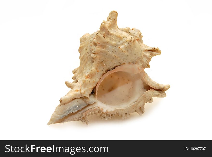 Seashell Isolated On White Background