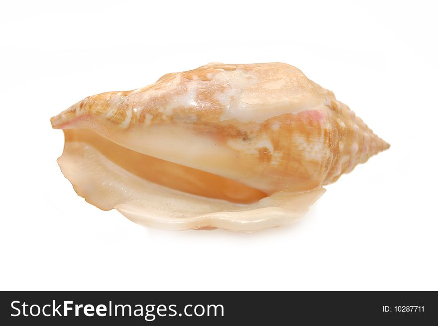 Sea cockleshell photographed in white background