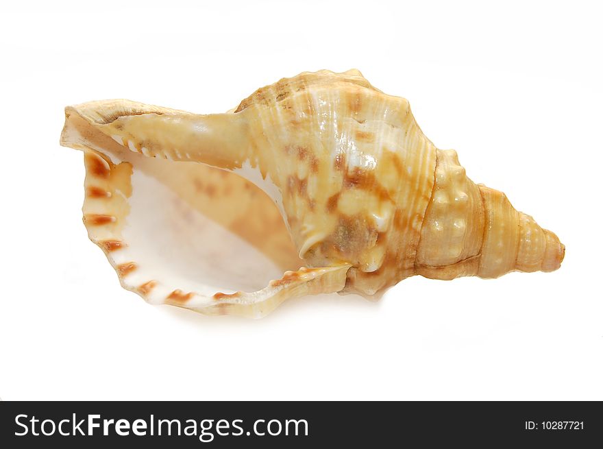 Seashell Isolated On White Background