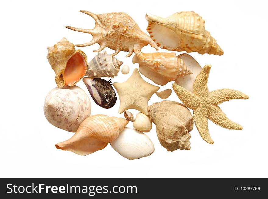 Image of seashells on white background