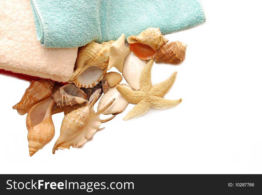 Very beautiful seashells on towel background