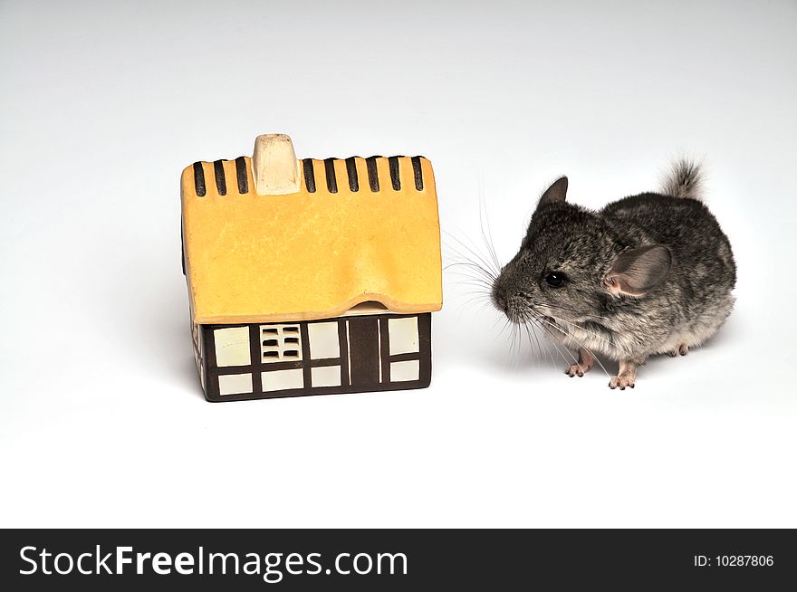 Small chinchilla and the bothy on white backgraund