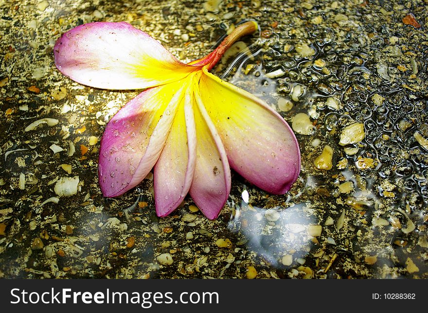 A flower fallen in a puddle. A flower fallen in a puddle.