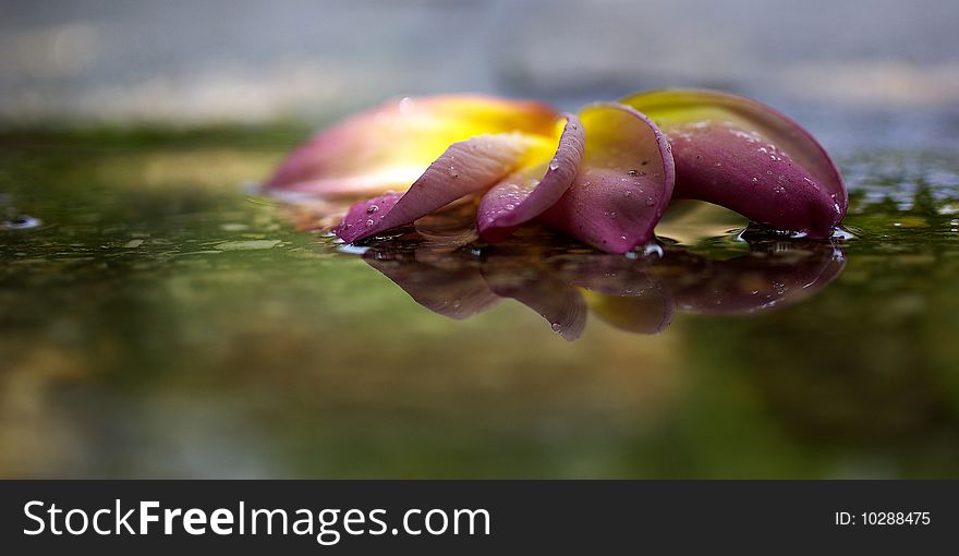 A frangipani tree flower reflected in a puddle after a rainfall. A frangipani tree flower reflected in a puddle after a rainfall.