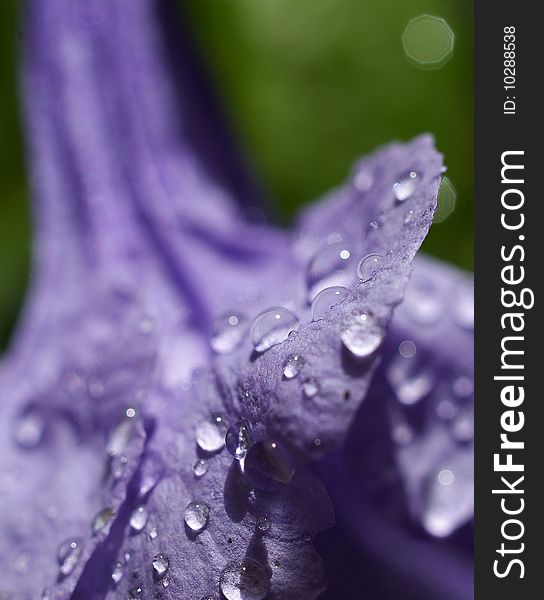 A blue bell photographed in a garden in west Africa, after a rainfall. A blue bell photographed in a garden in west Africa, after a rainfall.