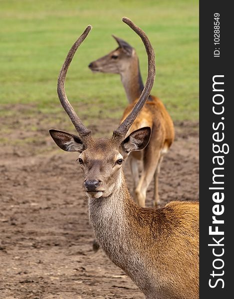 Red deer buck framing its mate with his antlers. Red deer buck framing its mate with his antlers