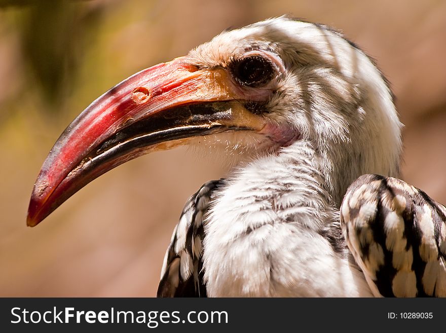 Red-billed Hornbill Bird Closeup