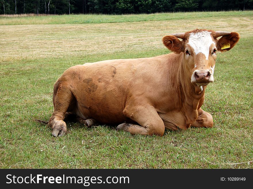 Resting cow on the grass field.