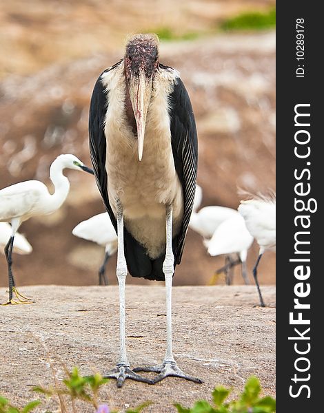 Marabou Stork birds standing on the ground