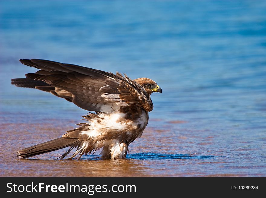 Black kite bird bading in the  blue water