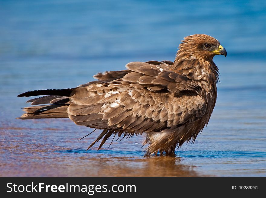 Black Kite Bird Bading In The Water