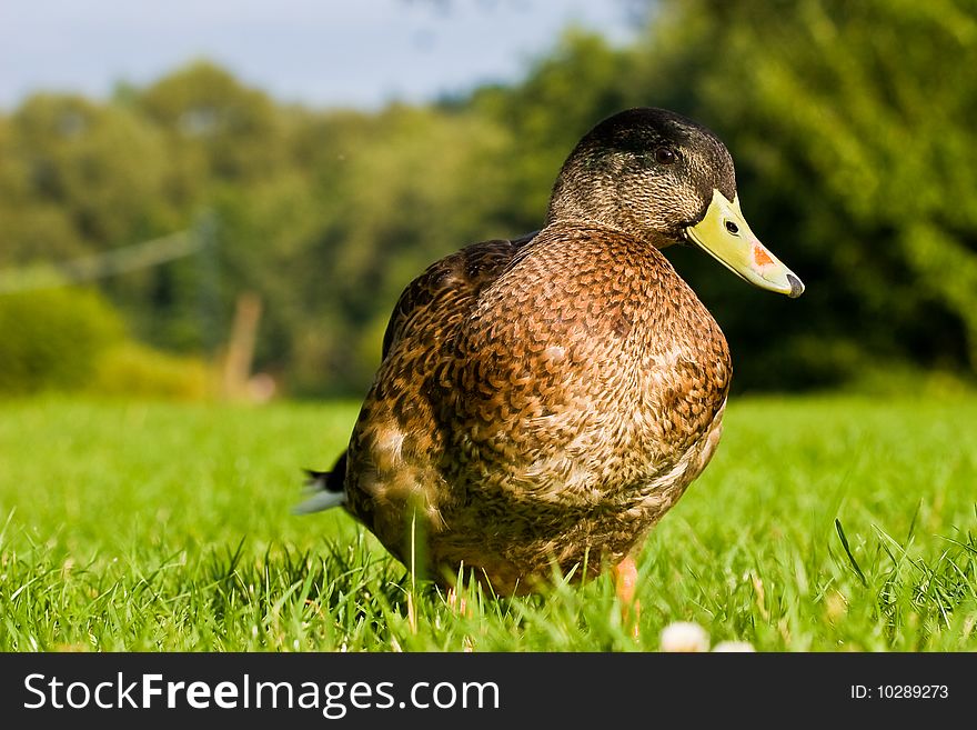 Wild duck standing on the grass
