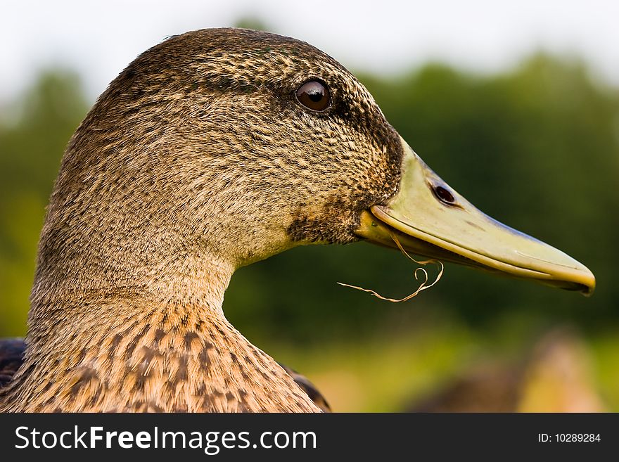 Closeup of the head of a wild duck