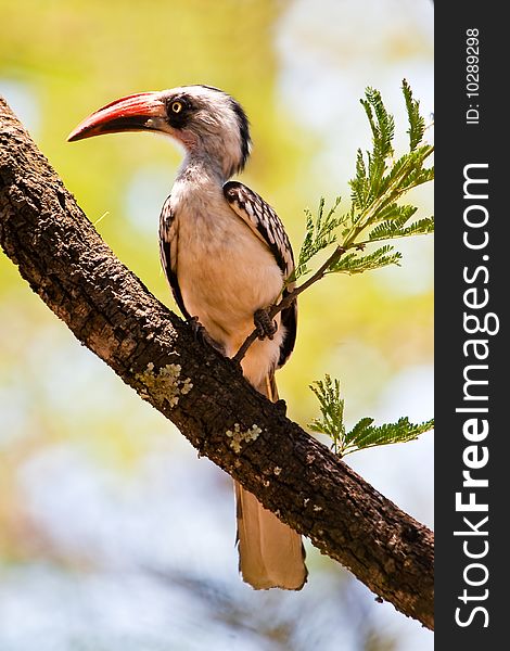 Red-billed Hornbill bird sitting in a tree