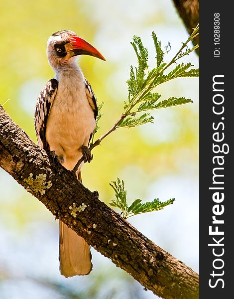 Red billed hornbill bird sitting in a tree. Red billed hornbill bird sitting in a tree