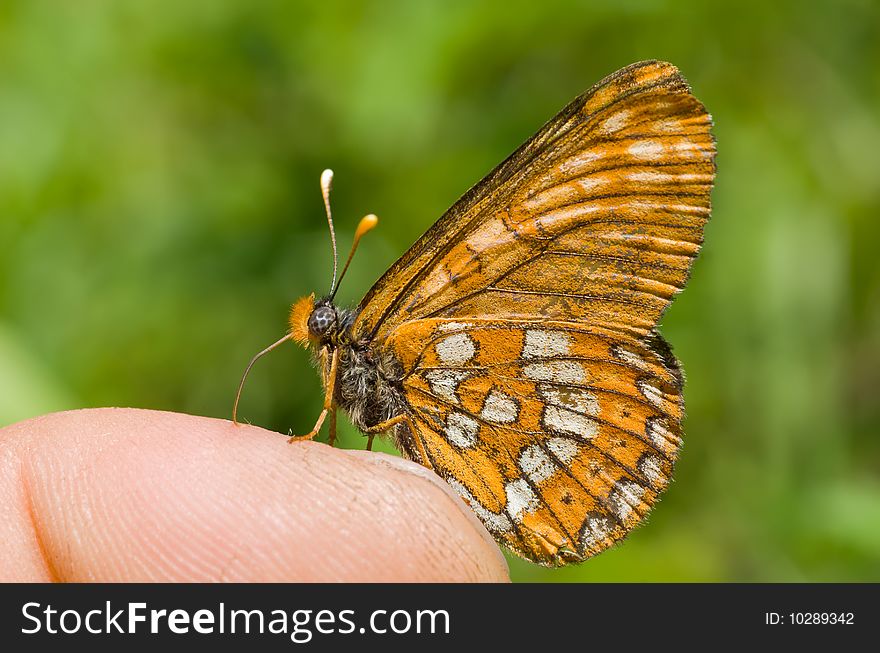 A close-up of the butterfly (Melitaea) on finger. A close-up of the butterfly (Melitaea) on finger.
