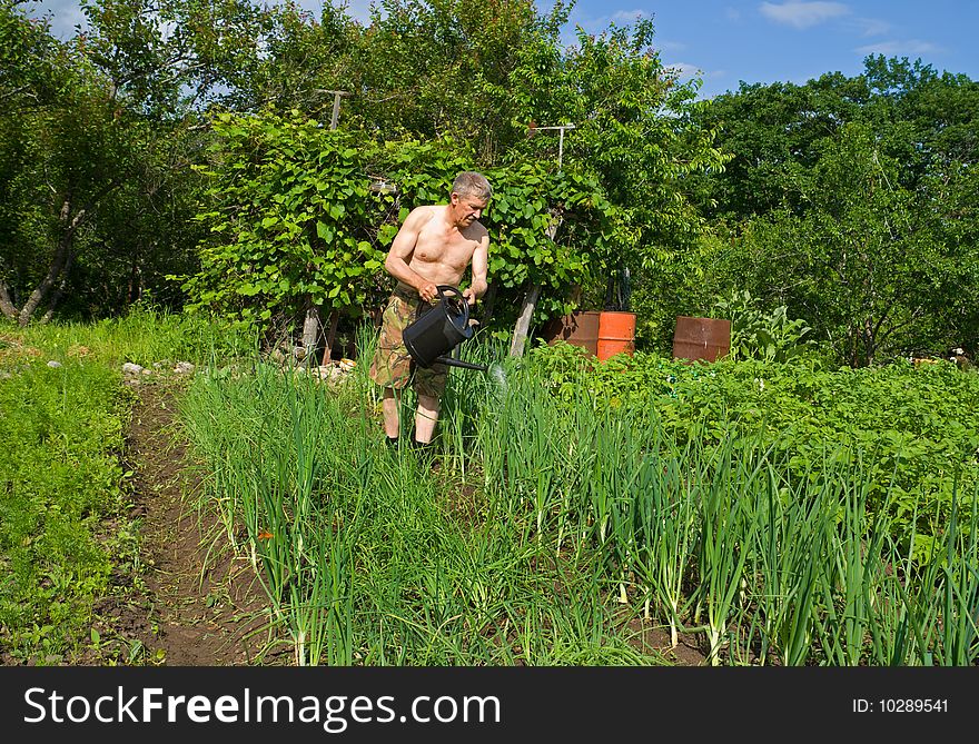 A man perfuse vegetables with  sprinkling can on garden. A man perfuse vegetables with  sprinkling can on garden.