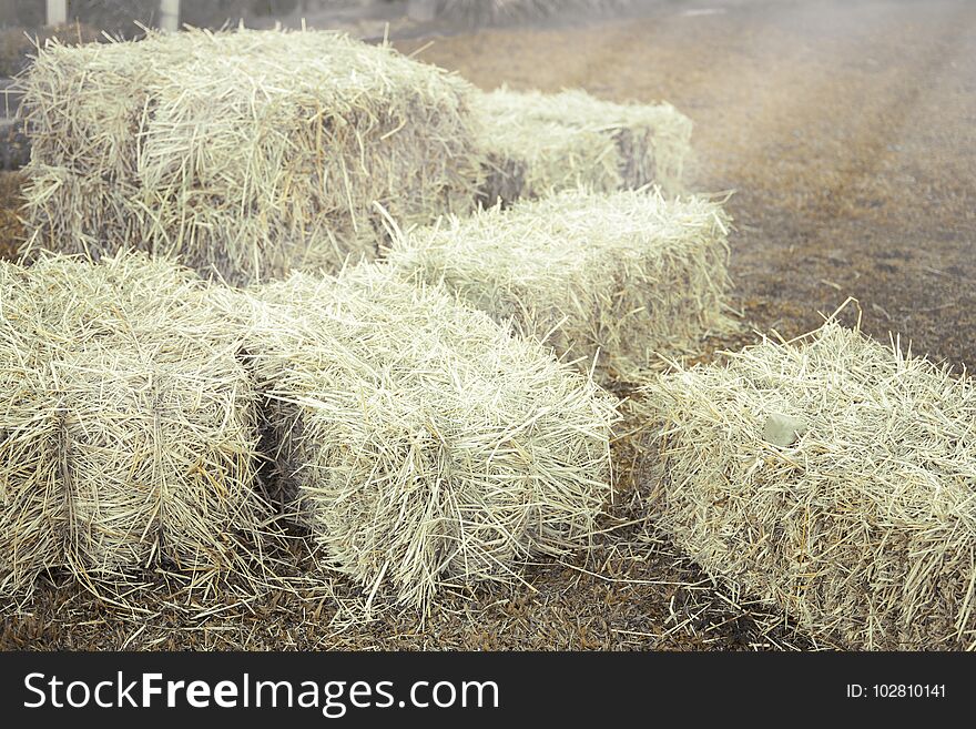 Hay bale agriculture field in farm.