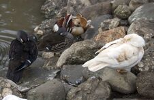 Ducks From Caraiman Monastery. Stock Image