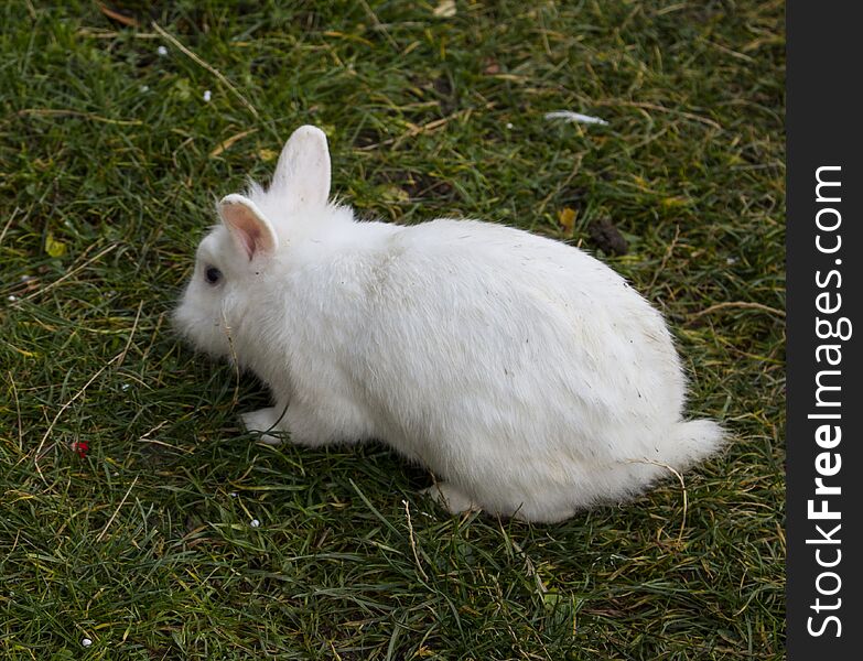 White Rabit Smelling Grass