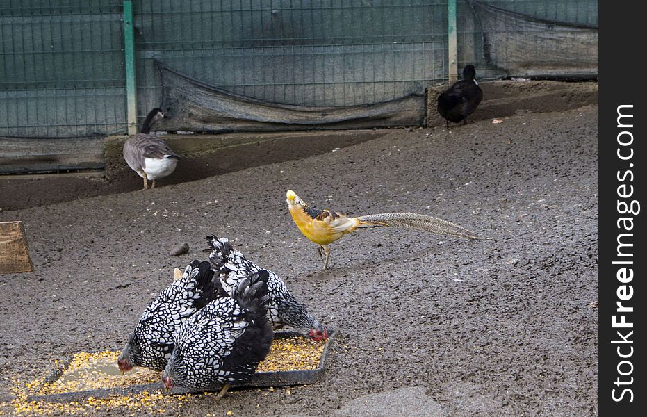 The Animal Yard At The Caraiman Monastery