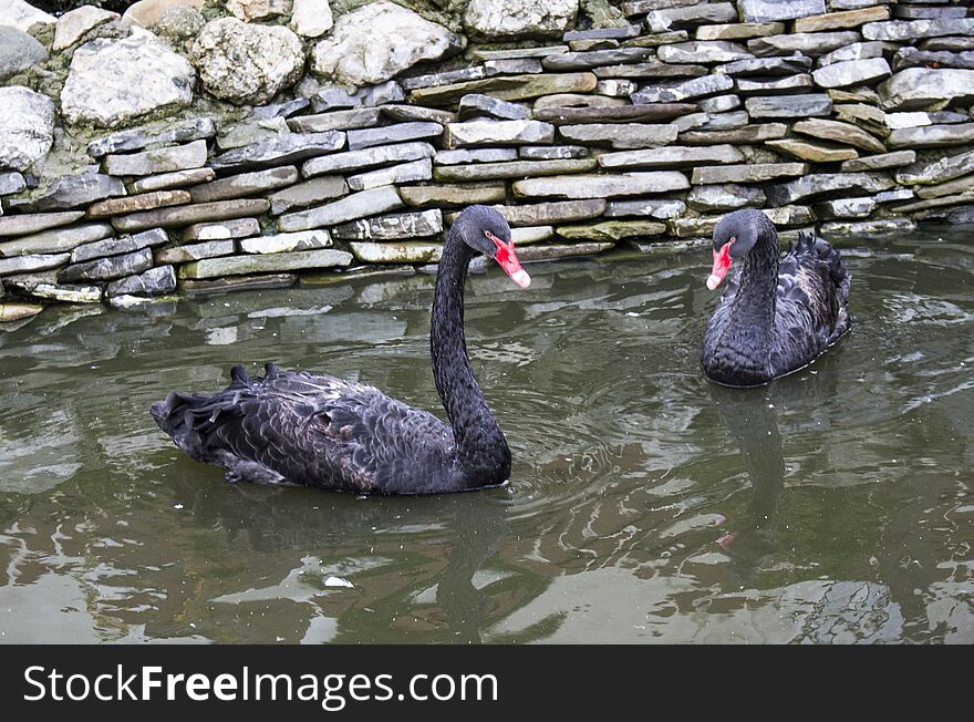 Black swans. Location: Caraiman Monastery is an orthodox monastery, which is situated in town BuÅŸteni. Black swans. Location: Caraiman Monastery is an orthodox monastery, which is situated in town BuÅŸteni