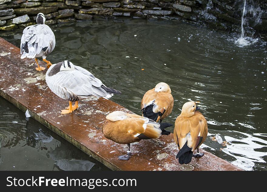 Ducks from Caraiman monastery. Caraiman Monastery is an orthodox monastery, which is situated in town BuÅŸteni