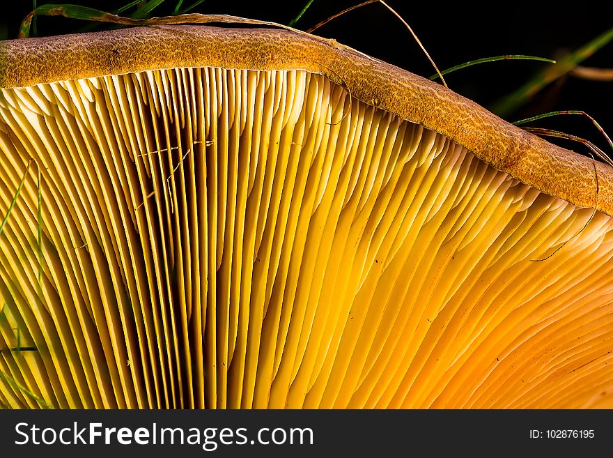 Close Up, Flora, Organism, Edible Mushroom